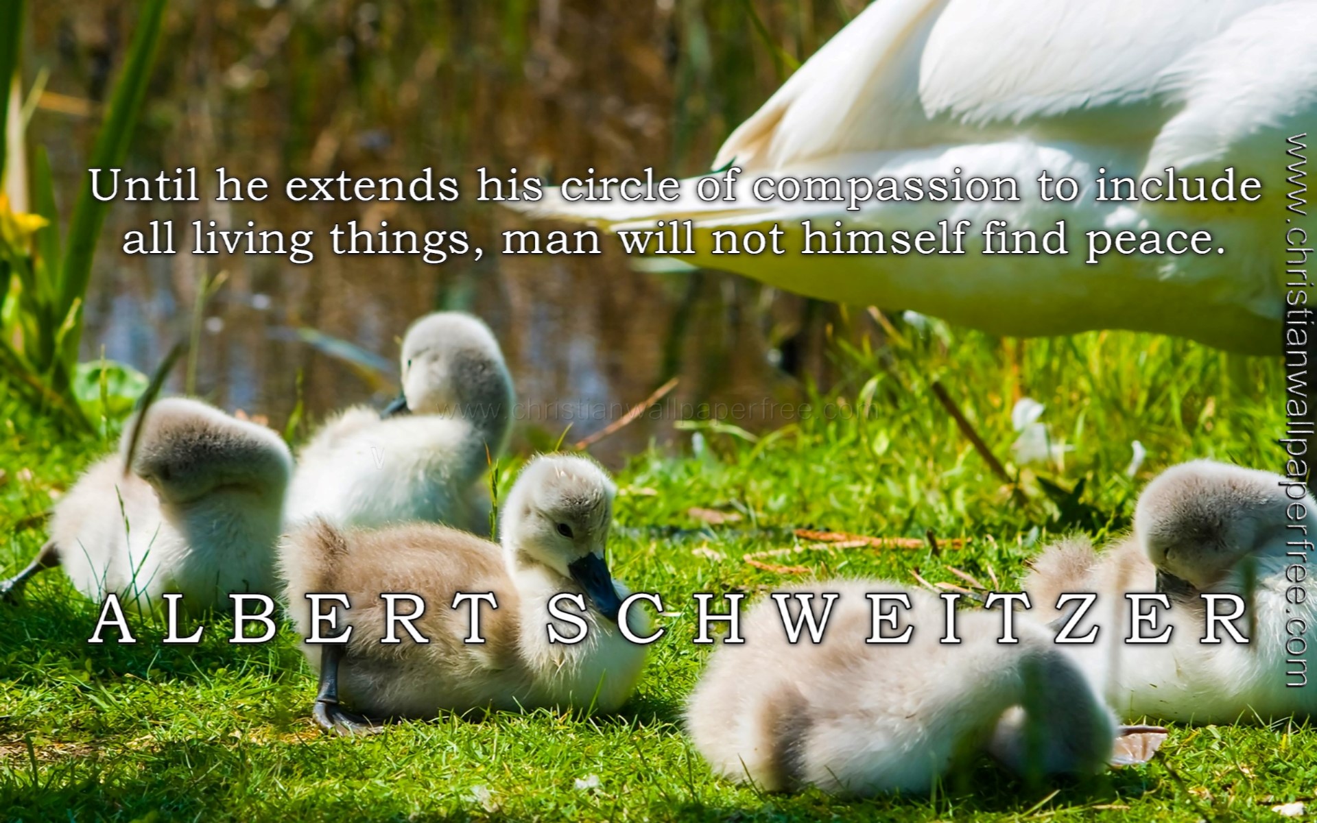 Circle of Compassion Quote Albert Schweitzer