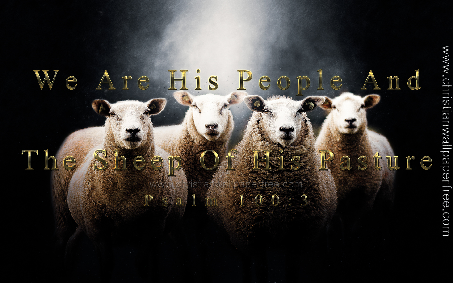 Sheep of His Pasture Psalm 100 Verse 3